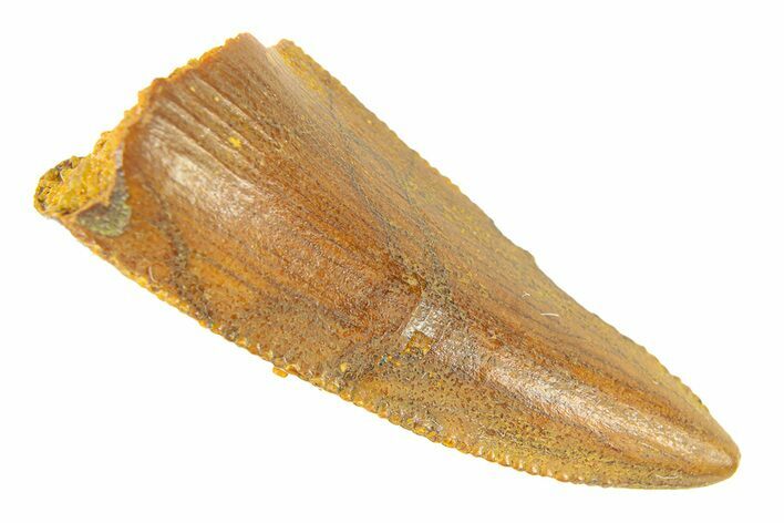Serrated, Raptor Premaxillary Tooth - Real Dinosaur Tooth #294578
